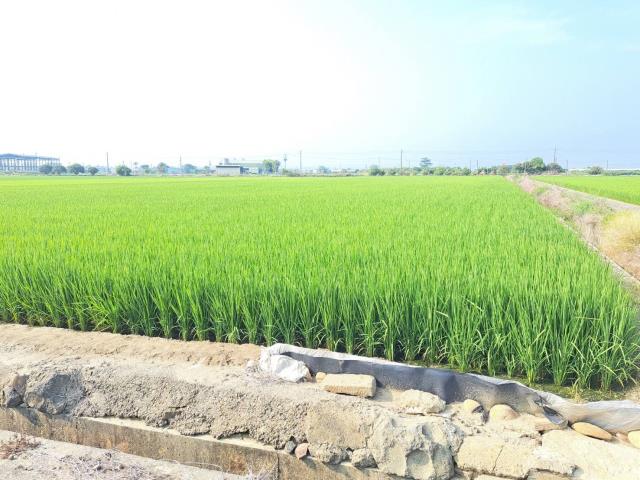 嘉義新港農地-1