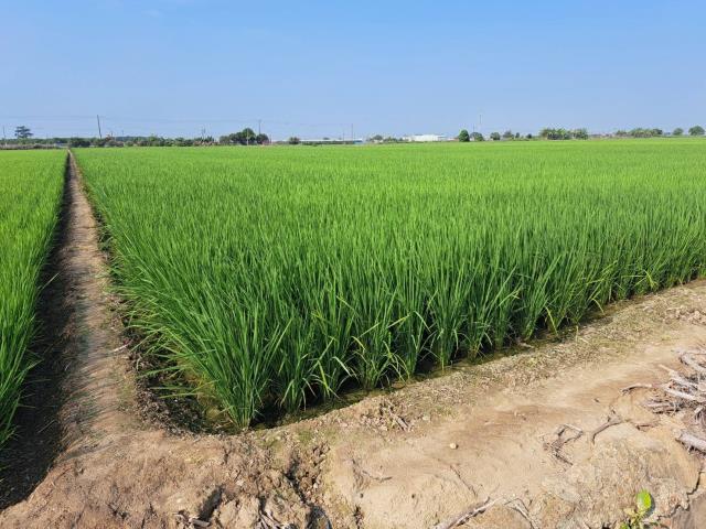 嘉義新港農地-2