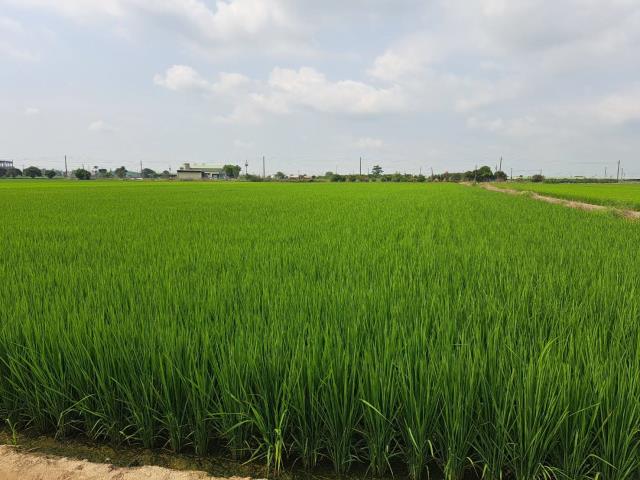 嘉義新港農地-3