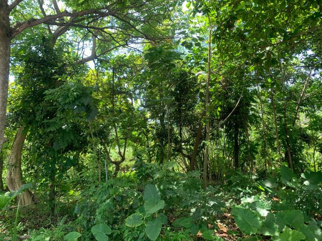 嘉義中埔農地-0