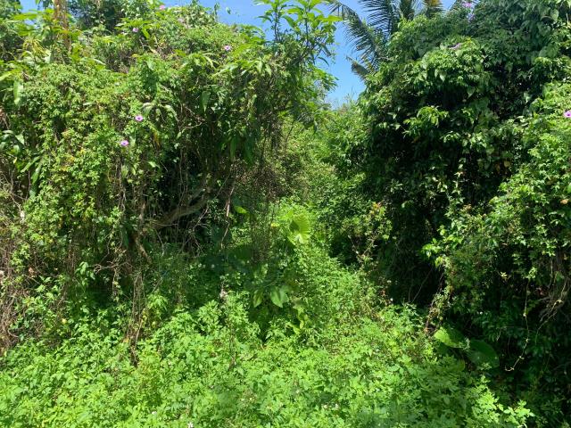 嘉義中埔農地-6