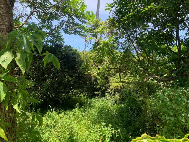 嘉義中埔農地-7