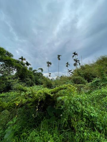 中埔農地-6