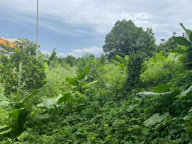 中埔農地-10