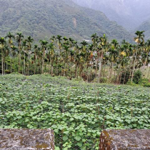 嘉義梅山農地-4