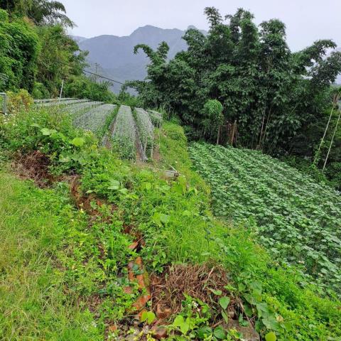 嘉義梅山農地-5