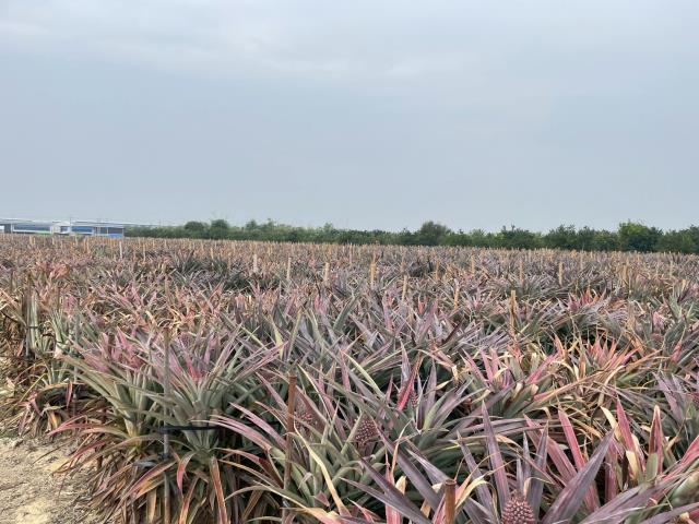 嘉義大林農地-1