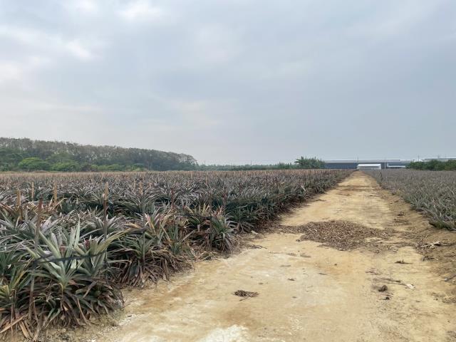 嘉義大林農地-4