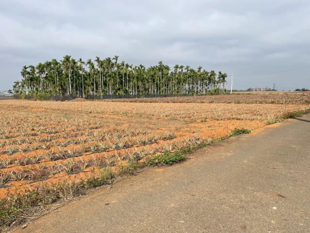 民雄農地-1